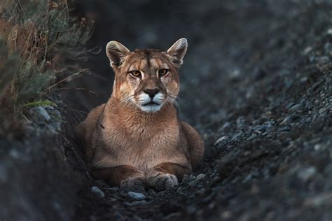 10 Wildlife Photography Tips for Beginners