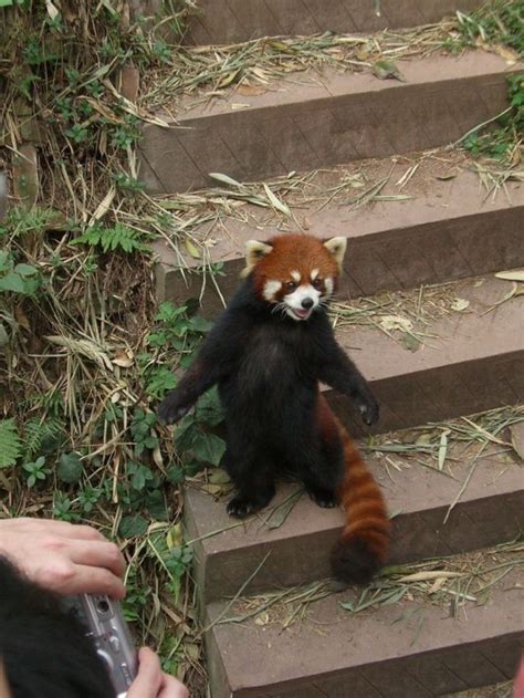 red panda posing! | Red panda cute, Red panda, Weird animals