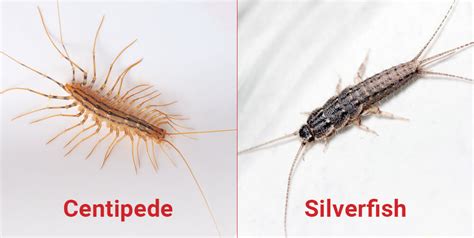 Is it a House Centipede or a Silverfish? Key Differences You Should Know - Dodson Pest Control