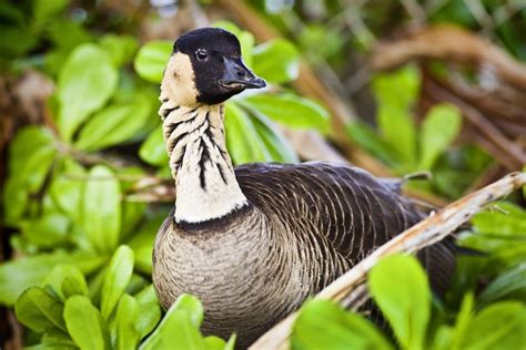 Hawaii’s State Bird No Longer Endangered - Hawaii Magazine