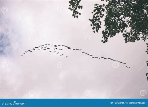 Birds Flying in Formation - Vintage Film Effect Stock Image - Image of glacier, park: 109670017