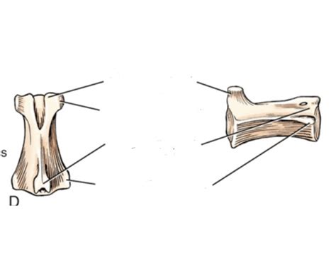 Canid Caudal vertebrae Quiz