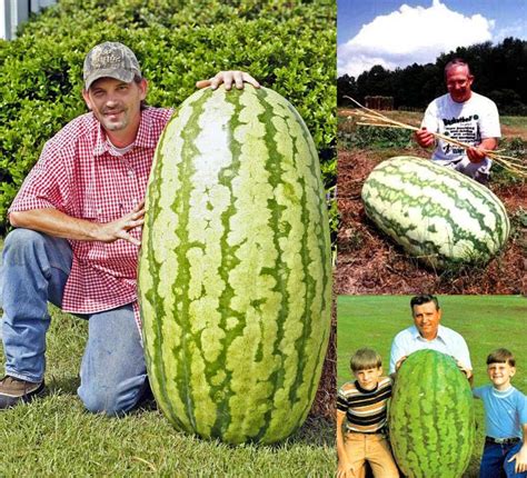 Giant Watermelon Seeds (10-Pack)