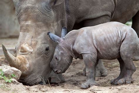 WHITE RHINO BABY - Creating Animal AwarenessCreating Animal Awareness