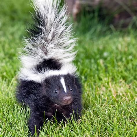 Recipe For Skunk Odor Removal On Dogs | Bryont Blog