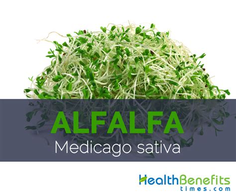 Alfalfa Facts, Health Benefits and Nutritional Value