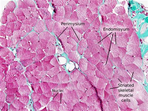 Cardiac Muscle Histology Cross Section - Draw-thevirtual