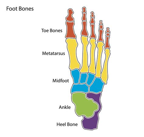 Toe Bone Diagram Labeled