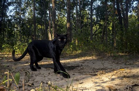 What Are Black Panthers, Anyway? | Panthera