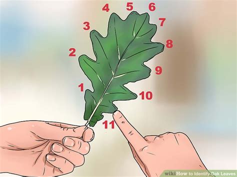 How to Identify Oak Leaves (with Pictures) - wikiHow