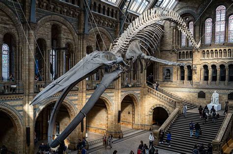 Blue whale Skeleton in Natural History Museum - Ed O'Keeffe Photography