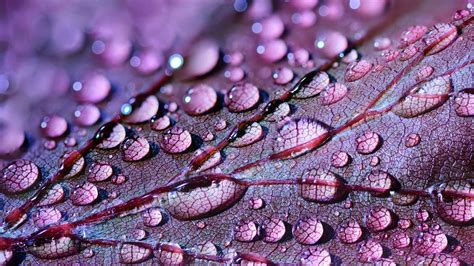 Water Drops Leaf Wallpapers - Wallpaper Cave