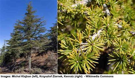 Types of Cedar Trees with Identification Guide (Pictures, and Name)