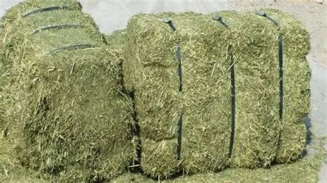 HAF Alfalfa Hay Bales, Pack Size: 28 x 26 x 24 inch at best price in ...