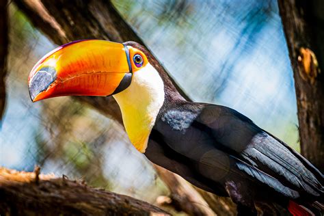 Toco Toucan Facts, Habitat, Diet, Life Cycle, Baby,, 47% OFF