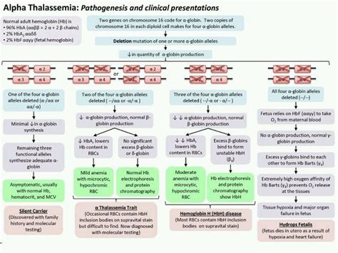 Apa Itu Thalassemia Alpha - LindseykruwKrause