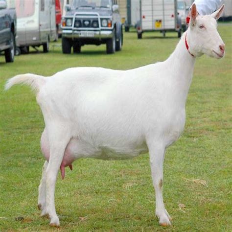 Saanen-Goats – FNJ CLASSIC UNIPESSOAL LDA – Portuguese Top Trading Company