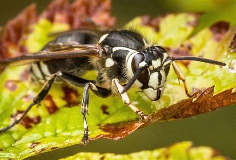 9 Seriously Horrifying Reasons To Fear The Bald-Faced Hornet