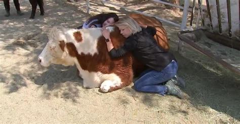 Moooving touch: Farm provides cow hugs