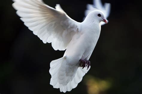 Dove Symbolism and Dove Meanings on Whats-Your-Sign