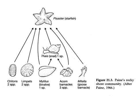 Keystone Species Biology Definition / Solved Which Of These Statements About Biological ...