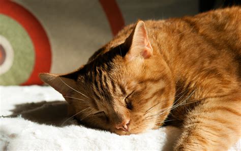 Orange tabby cat, cat, sleeping, animals HD wallpaper | Wallpaper Flare