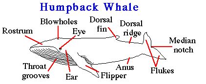 Baleen whales - Enchanted Learning Software