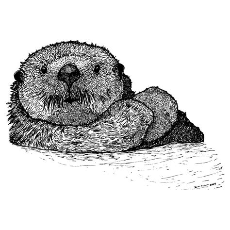 Ideas To Sea Otter Drawing - DIARY DRAWING IMAGES