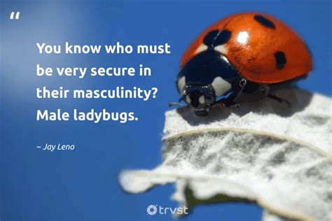 25 Ladybug Quotes Admiring the Miraculous Beetles