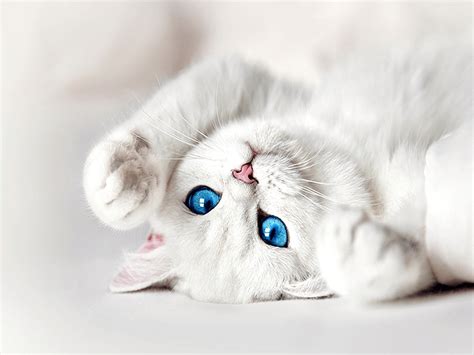 Cat With Blue Eyes Wallpapers - Wallpaper Cave