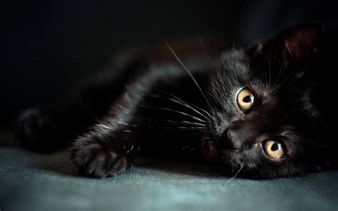 Black Cat HD Desktop Wallpapers - Top Free Black Cat HD Desktop Backgrounds - WallpaperAccess