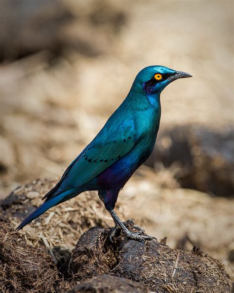 South African Birds Identification