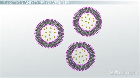 Define Vesicular In Earth Science - The Earth Images Revimage.Org