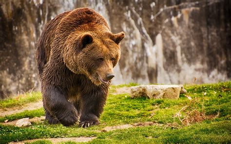 Grizzly Bear Wallpaper (59+ pictures) - WallpaperSet