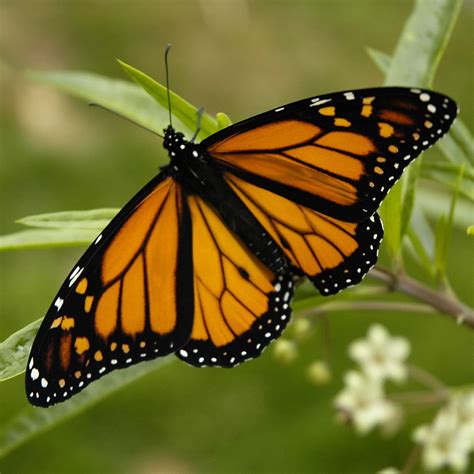 Butterfly Monarch Butterflies Facts | Butterfly