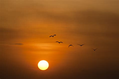 2560x1440 resolution | five birds flying during sunset HD wallpaper | Wallpaper Flare