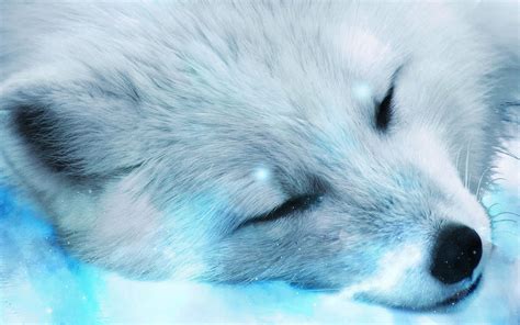 Arctic fox close-up wallpaper Animal desktop background | Animal ...