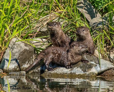 Otter pups : r/Otters