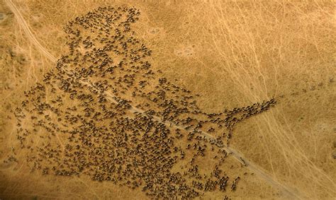 Warning: Wildebeest Migration may Disappoint - Saving Wild