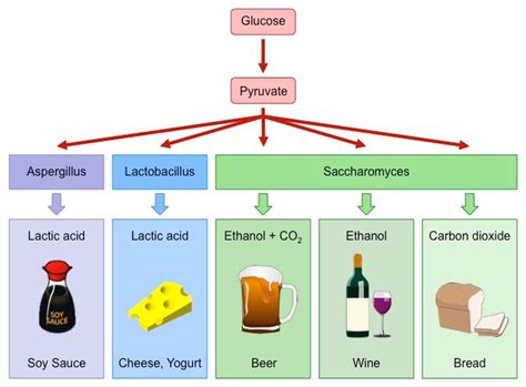 Fermentation Of Yeast Gcse