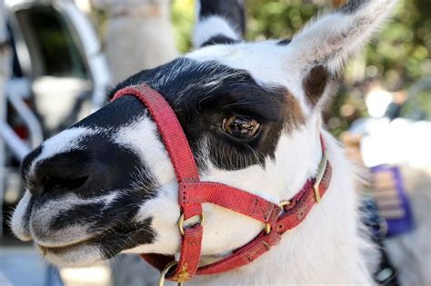 The Meditative Joys of Llama Trekking with Blue - Territory Supply