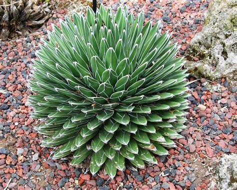 Agave (Agave, Century Plant) | North Carolina Extension Gardener Plant Toolbox