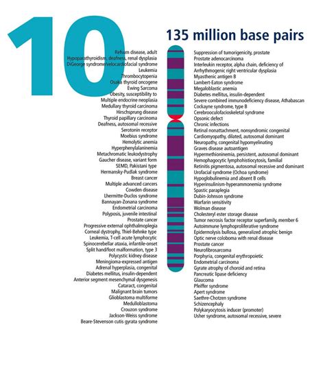 Chromosome 10 Human Genome Landmarks Poster | Human genome, Chromosome, Dna research