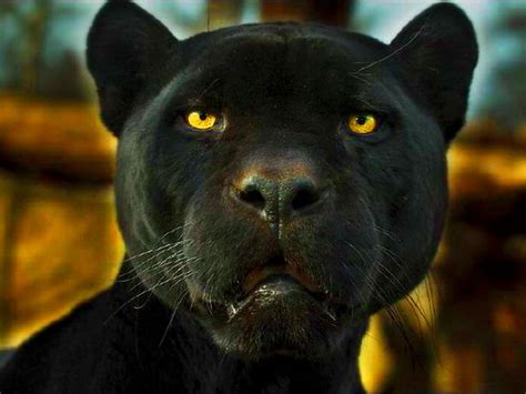 Black Panther Blue Eyes Wallpaper - WallpaperSafari