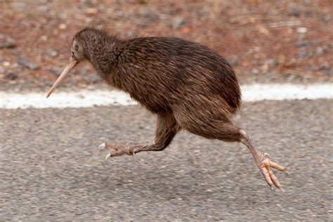 All the facts about kiwi, New Zealand’s national bird – 1964 Mountain ...