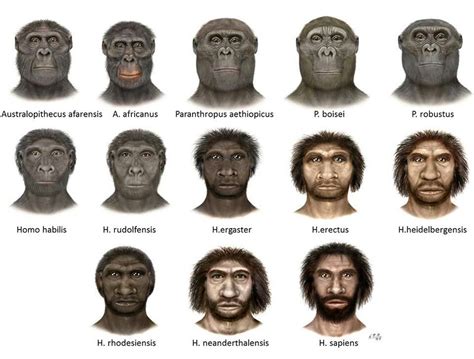 Ch 26-3-Hominid Evolution