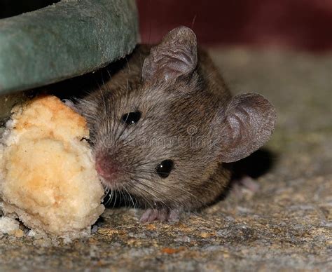 House Mouse Feeding In Urban House Garden. Stock Photo - Image of healthy, excrement: 187488670