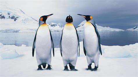 🔥 [50+] Penguin Family Wallpapers | WallpaperSafari