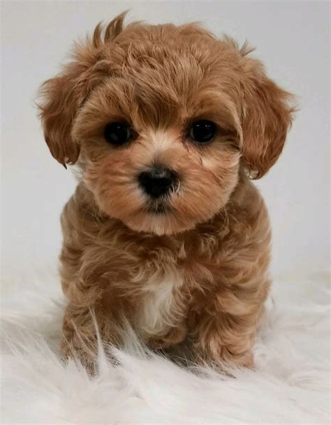 Yorkie Poo Red - Pets Lovers