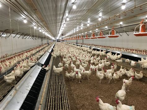 New Farmer’s Guide to the Commercial Broiler Industry: Poultry Husbandry & Biosecurity Basics ...